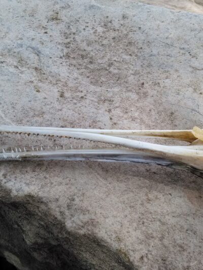 Point Return Public Use Area - Bull Shoals, AR