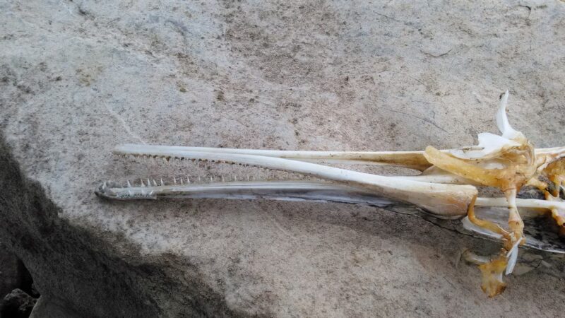 Point Return Public Use Area - Bull Shoals, AR