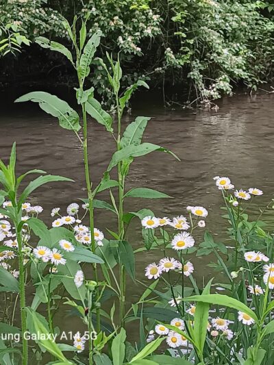 Morgan Park - Bunker Hill, WV