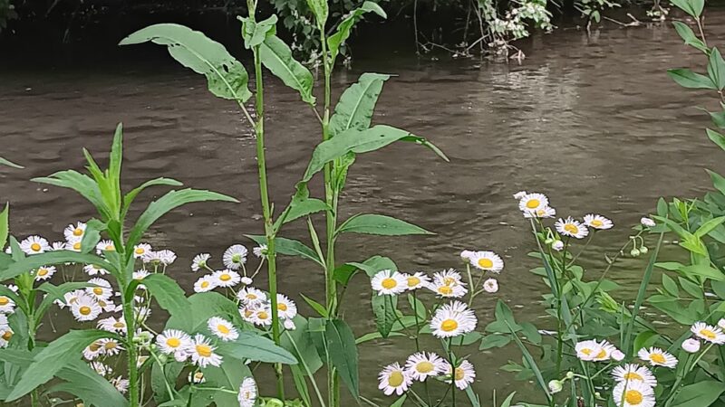 Morgan Park - Bunker Hill, WV