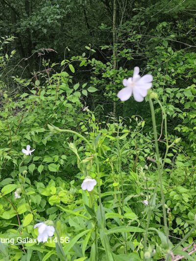 Morgan Park - Bunker Hill, WV