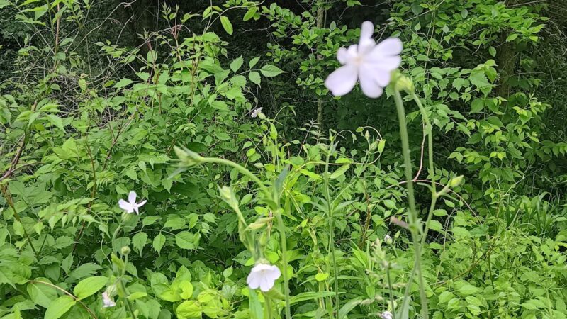 Morgan Park - Bunker Hill, WV