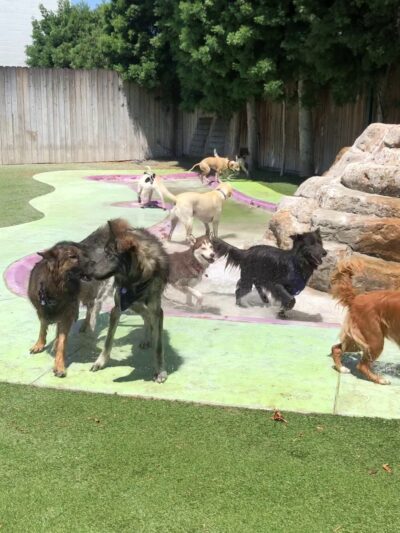 Bow Wow Bungalow - Burbank, CA