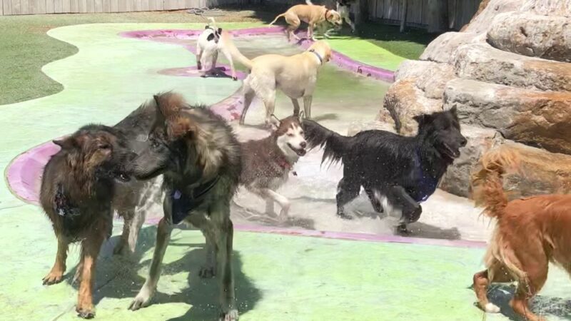 Bow Wow Bungalow - Burbank, CA