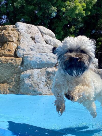 Bow Wow Bungalow - Burbank, CA