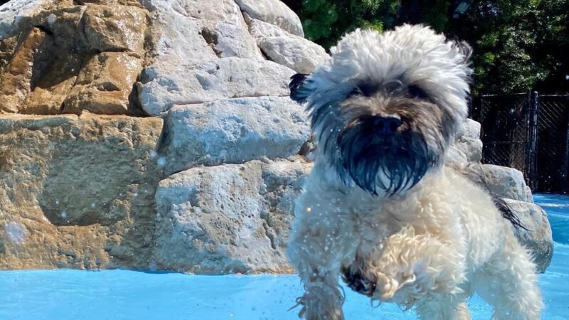 Bow Wow Bungalow - Burbank, CA