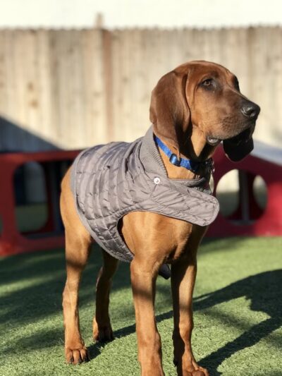 Bow Wow Bungalow - Burbank, CA