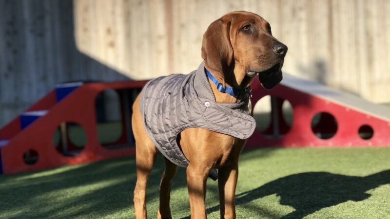 Bow Wow Bungalow - Burbank, CA