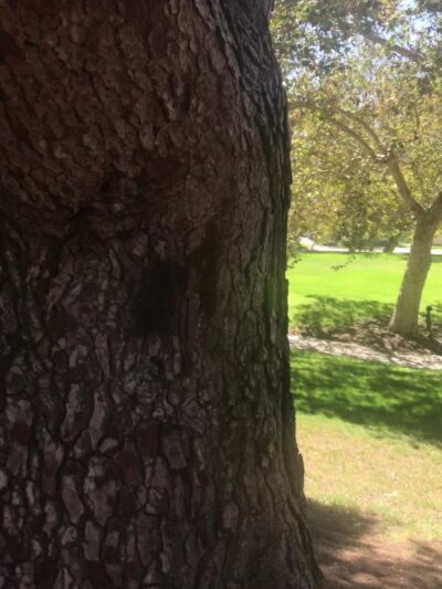 Brace Canyon Park - Burbank, CA