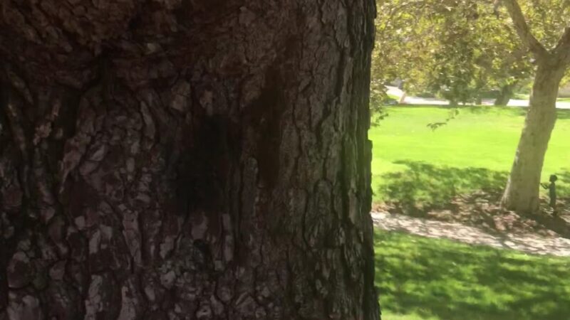 Brace Canyon Park - Burbank, CA