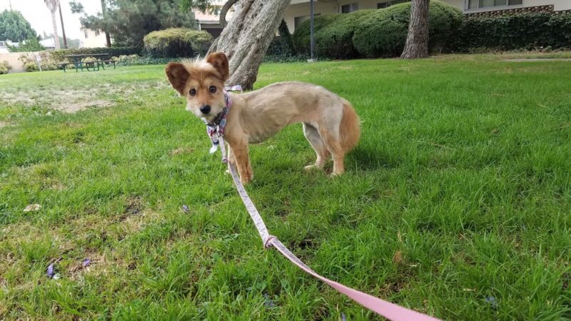 Earthwalk Park - Burbank, CA
