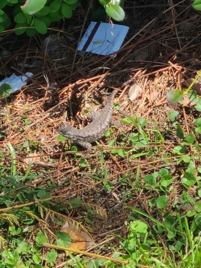 Earthwalk Park - Burbank, CA