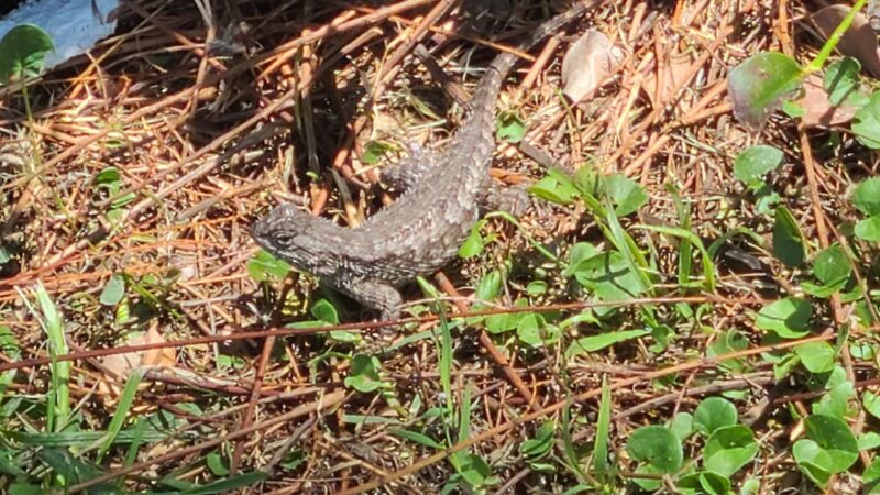 Earthwalk Park - Burbank, CA
