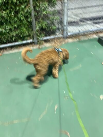 MoBear’s Tennis Courts - Burbank, CA