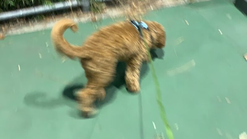 MoBear’s Tennis Courts - Burbank, CA