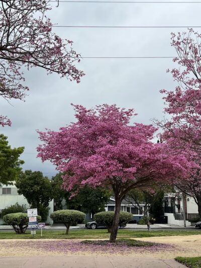 Whitnall Highway Park South - Burbank, CA