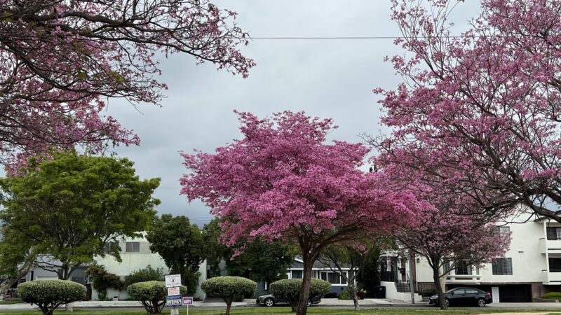 Whitnall Highway Park South - Burbank, CA