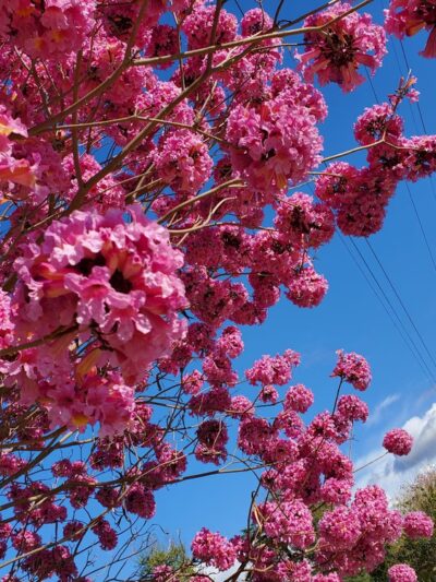 Whitnall Highway Park South - Burbank, CA