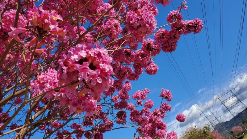 Whitnall Highway Park South - Burbank, CA