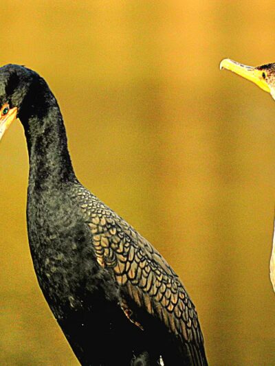 Lake Braddock Park - Burke, VA