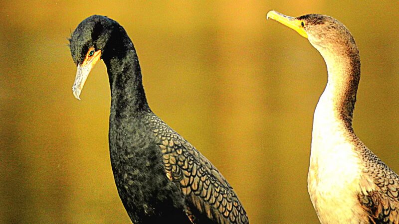 Lake Braddock Park - Burke, VA