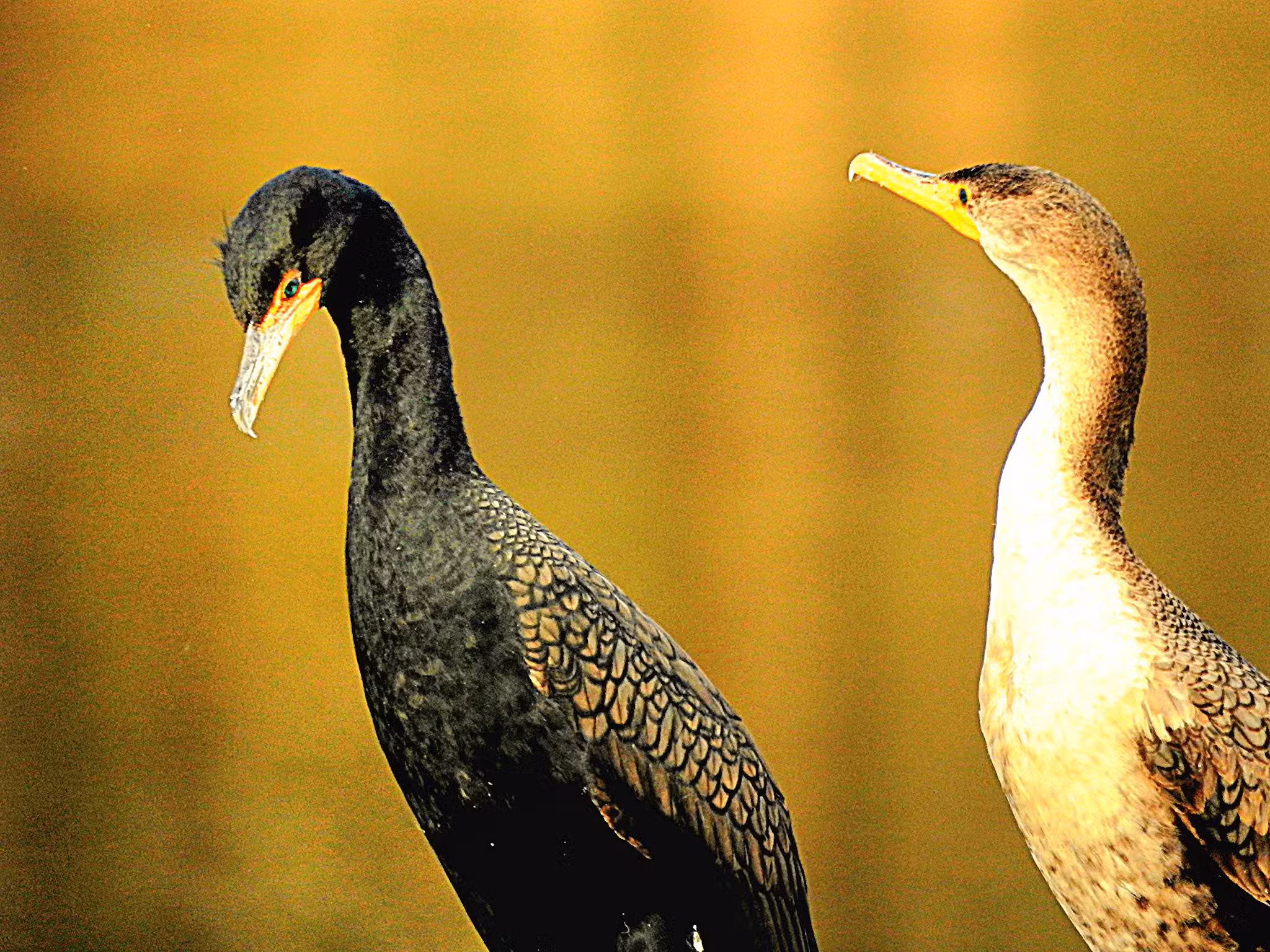 Lake Braddock Park - Burke, VA