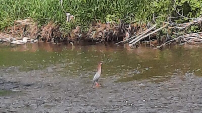 Butler park - Butler, WI