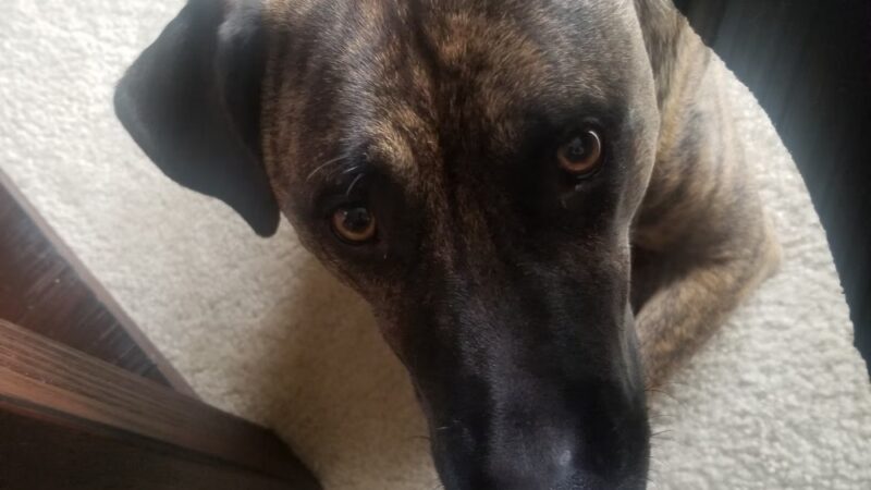 Doggy Office LLC - Butler, WI