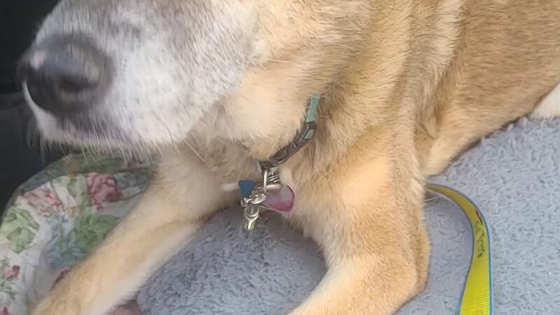 Doggy Office LLC - Butler, WI