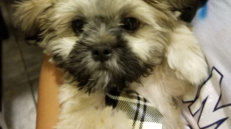 Doggy Office LLC - Butler, WI