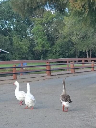 John E. Hejl Park at Davidson Creek - Caldwell, TX