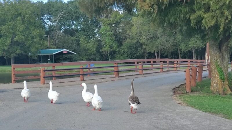 John E. Hejl Park at Davidson Creek - Caldwell, TX