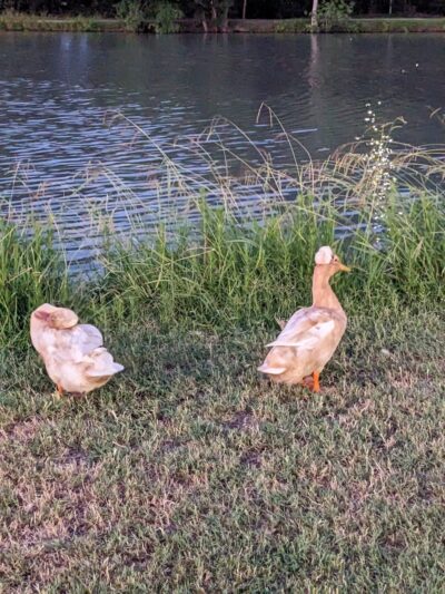 John E. Hejl Park at Davidson Creek - Caldwell, TX