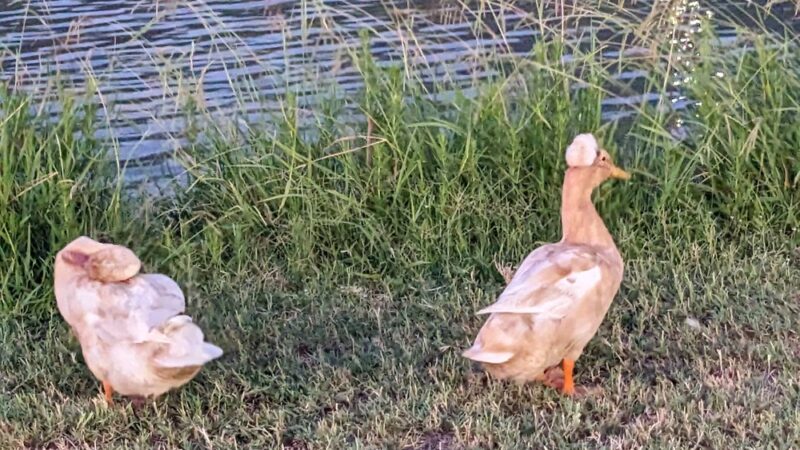 John E. Hejl Park at Davidson Creek - Caldwell, TX