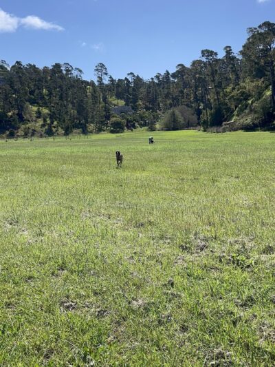 Cambria Dog Park - Cambria, CA