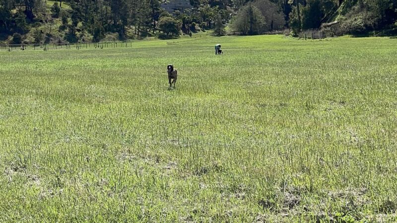 Cambria Dog Park - Cambria, CA