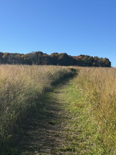 Camillus Forest Unique Area - Camillus, NY