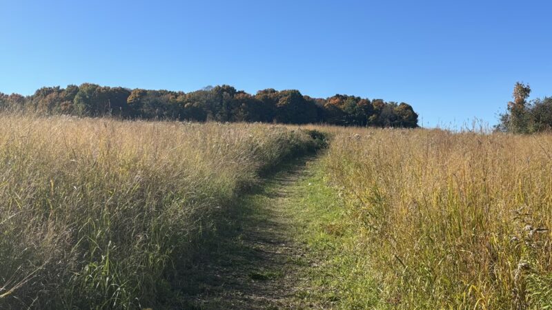 Camillus Forest Unique Area - Camillus, NY