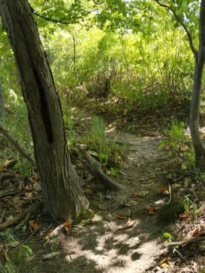 Camillus Forest Unique Area - Camillus, NY