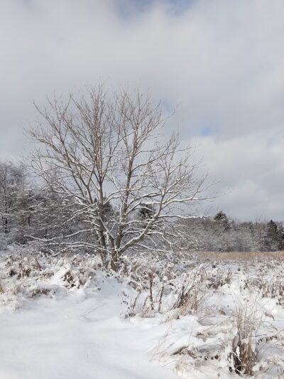 Camillus Forest Unique Area - Camillus, NY