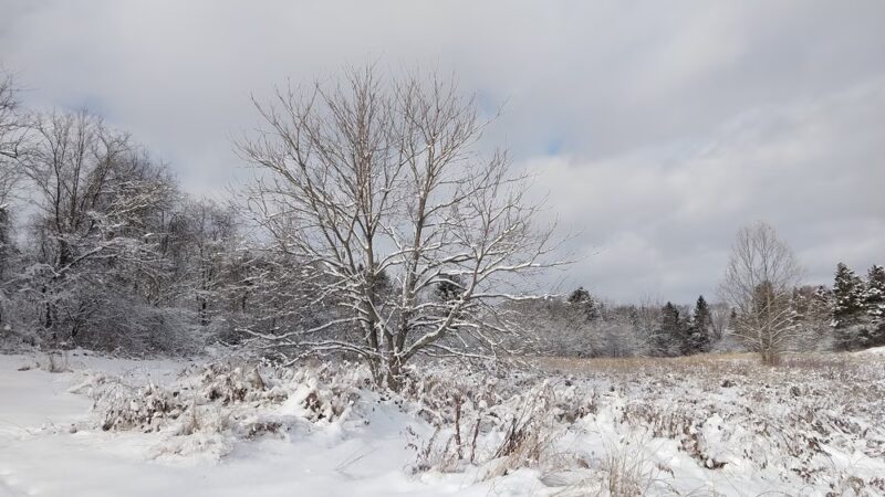 Camillus Forest Unique Area - Camillus, NY