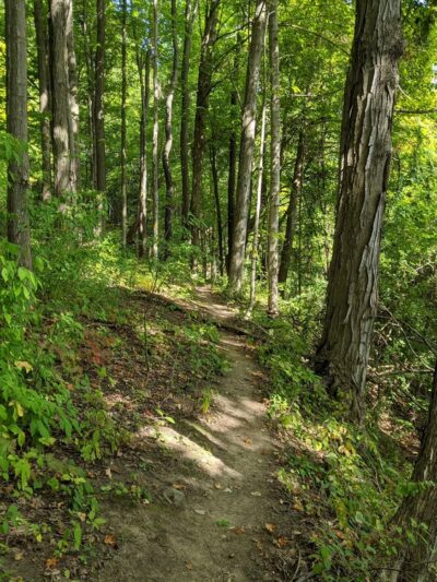 Camillus Forest Unique Area - Camillus, NY