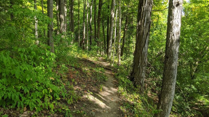 Camillus Forest Unique Area - Camillus, NY