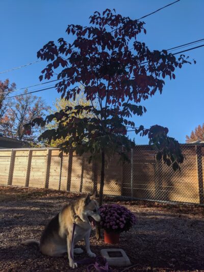 Highland Park Playground - Camp Hill, PA