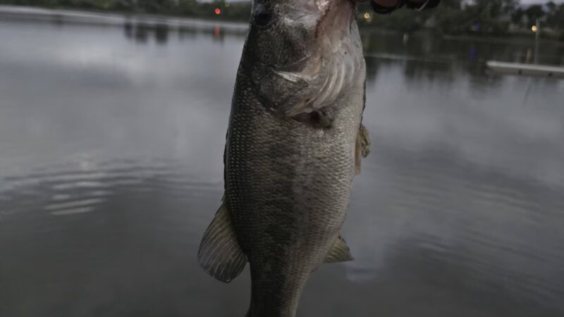 Lake O'Neil - Camp Pendleton North, CA