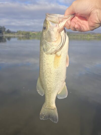Lake O'Neil - Camp Pendleton North, CA