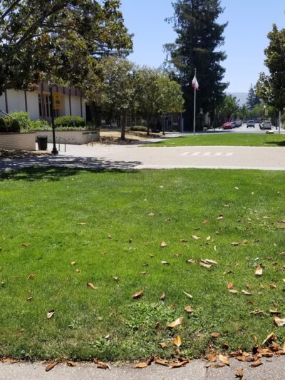 Orchard City Green - Campbell, CA