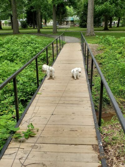 "Clyde the Camel " --West End of City Park - Campbell, MO