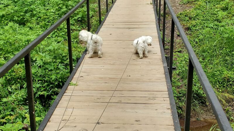 "Clyde the Camel " --West End of City Park - Campbell, MO