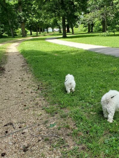 "Clyde the Camel " --West End of City Park - Campbell, MO
